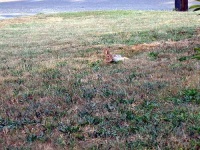 image of wood_rabbit