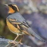 image of bird