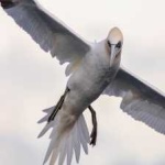 image of bird
