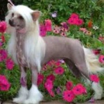 image of animal
