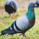image of bird
