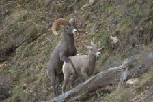 image of bighorn