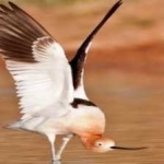 image of bird