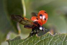image of animal