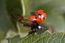 image of ladybugs #19