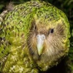 image of bird