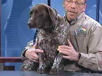 image of german_short_haired_pointer