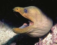 image of eel