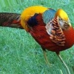 image of golden_pheasant #21