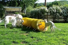 image of borzoi