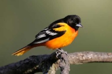 image of oriole