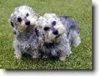 image of dandie_dinmont