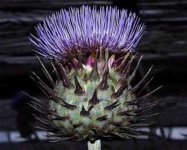 image of flower