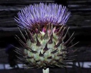 image of artichoke_flower #45