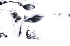 image of animal