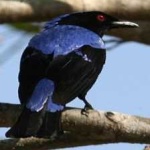 image of bird