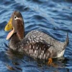 image of steamer_duck #28