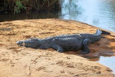 image of african_crocodile