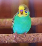 image of parakeet