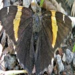 image of banded_butterfly #52