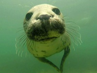 image of animal