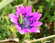 image of cricket