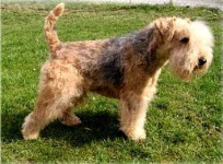 image of lakeland_terrier