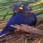 image of bird