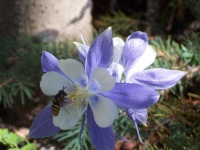 image of flower