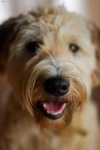 image of wheaten_terrier #34