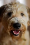 image of animal