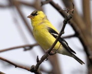 image of goldfinch #29