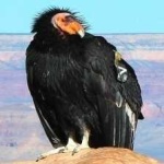 image of bird
