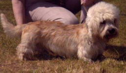image of dandie_dinmont