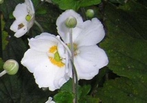 image of flower