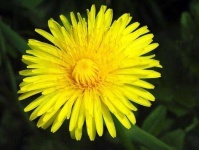 image of flower