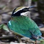 image of indian_pitta #8