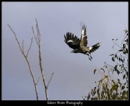 image of magpie
