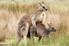 image of animal