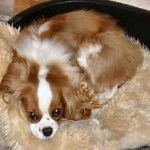 image of animal