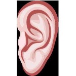 image of ear #3