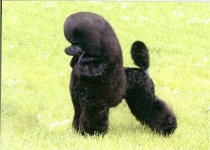 image of toy_poodle
