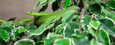 image of green_mamba
