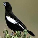 image of bird