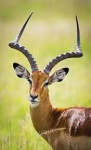 image of animal