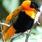image of bird