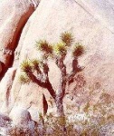 image of joshua_tree