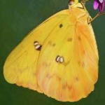 image of animal
