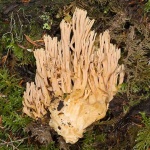 image of coral_fungus