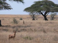 image of hartebeest